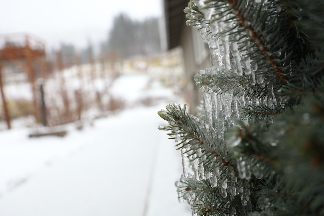 new_web_ChristmasTree_right_outside_CD_IMG_4347