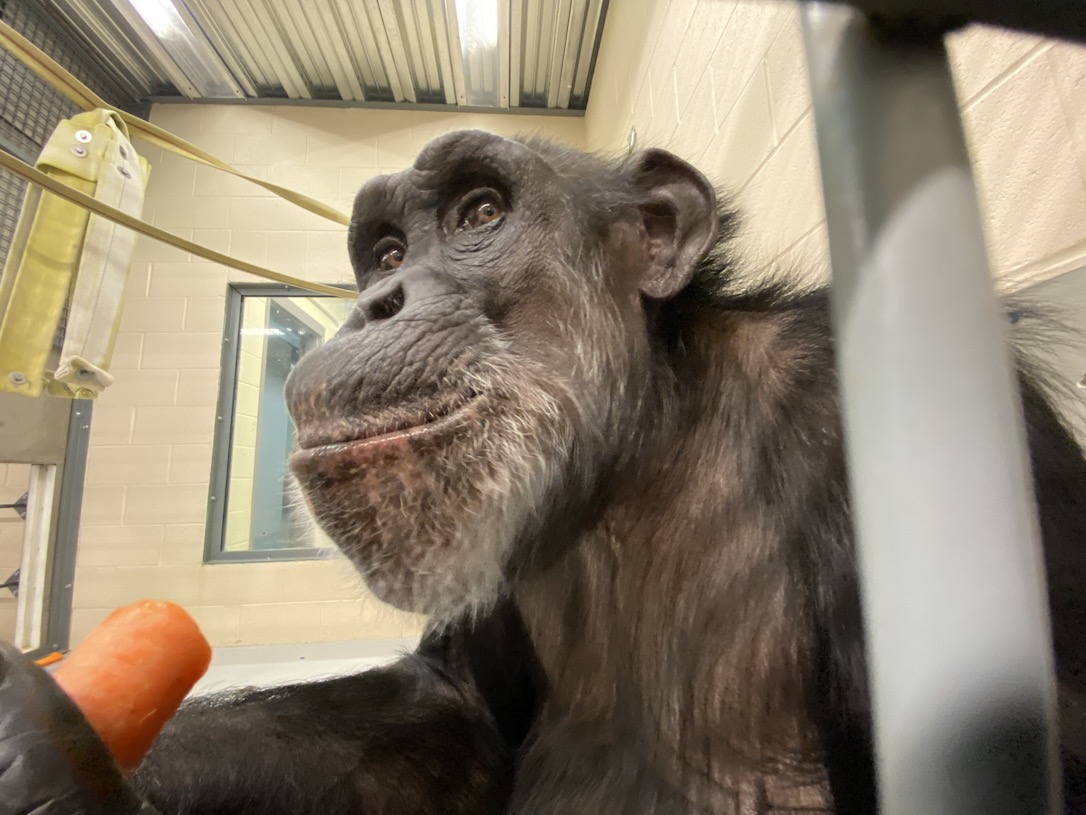 new_web_HoneyB_carrot_dinner_eating_FR7_CD_IMG_3602