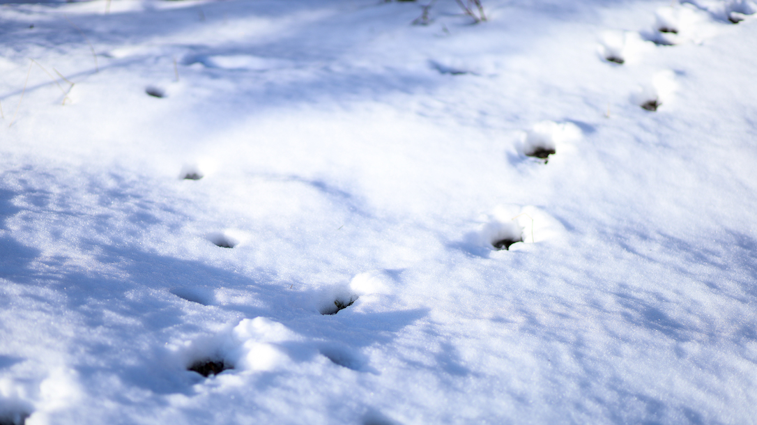 new_web_deer_coyote_tracks_snow_pasture_ad_IMG_3843