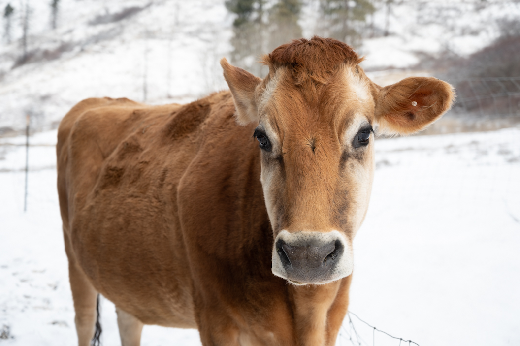 new_web_honey_cattle_pasture_ad_ARD_0388