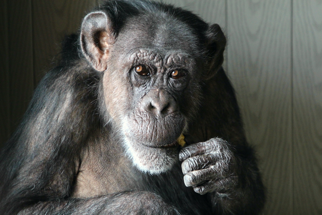 new_web_Jody_eat_banana_FR4_jb_IMG_5048 copy