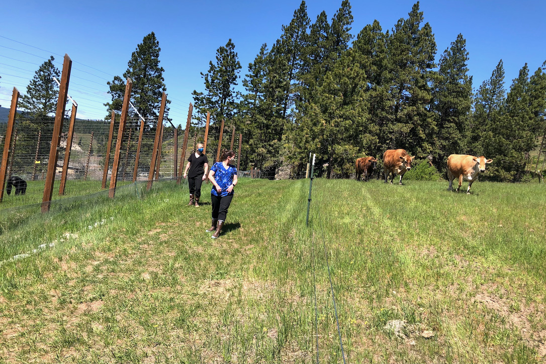 new_web_Sam_sofia_walk_Jamie_cattle_aw_IMG_3878