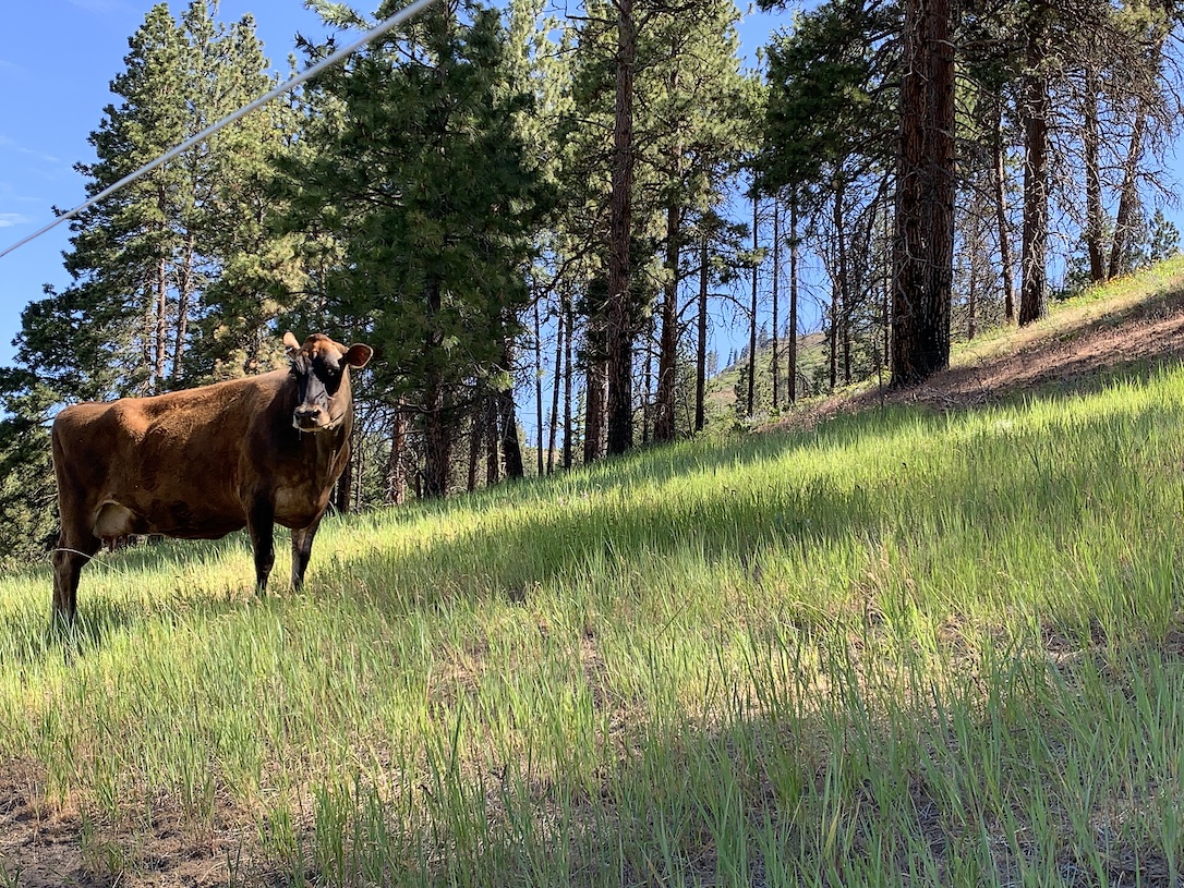 new_web_betsy_summer_pasture_kd_IMG_4633