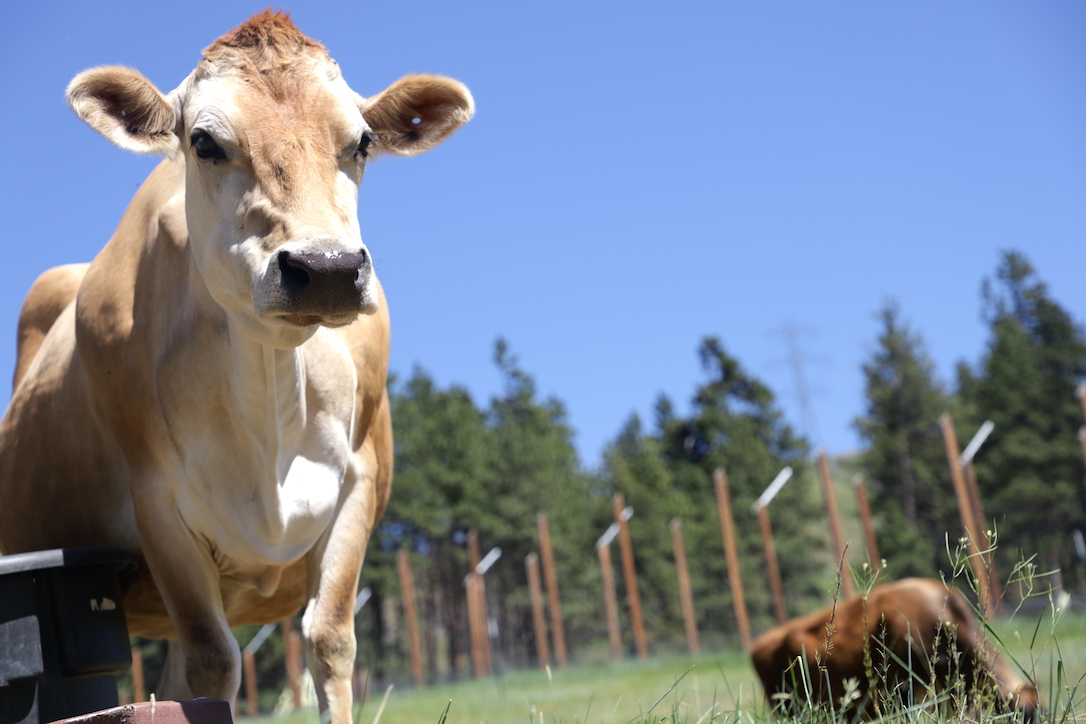 new_web_Honey_Betsy_cattle_grazing_pasture_CD_IMG_8551
