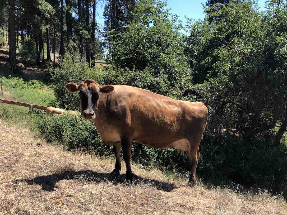 New_Web_Betsy_creek_SCL