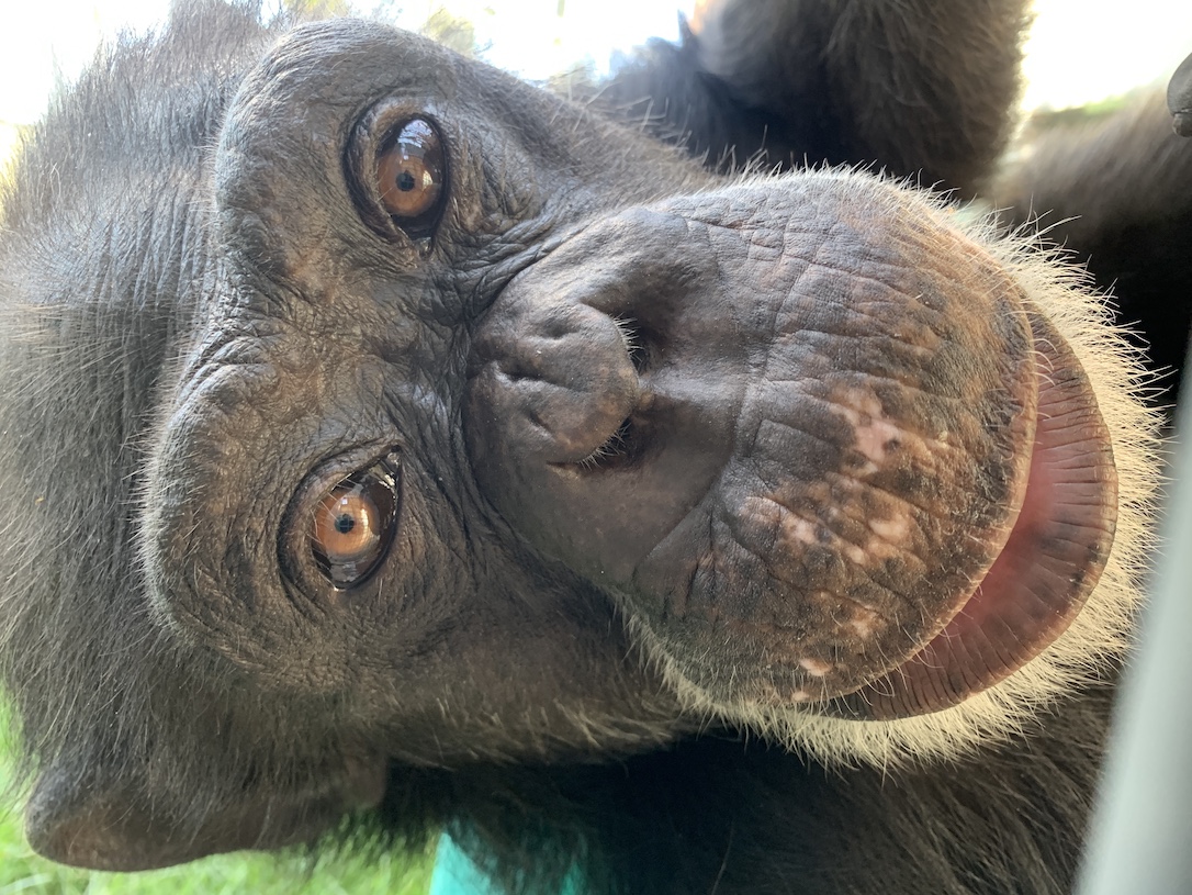 new_Web_Dora_close_up_laying_on_side_on_chair_sweet_dora_gh3_kb_IMG_2482