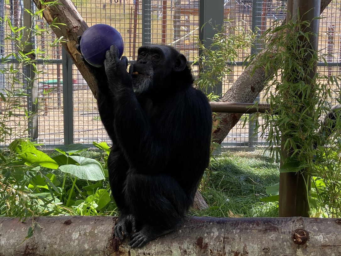 new_web_Rayne_boomer_balls_enrichment_GH2_CD_IMG_6031