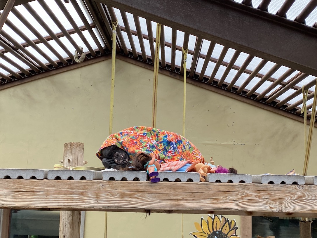 New_Web_Negra_nesting_under_blanket_platform_GH1_scl