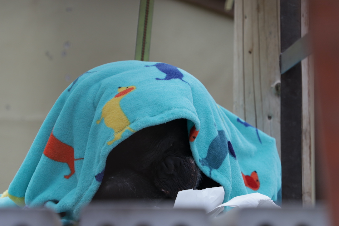 New_Web_Jamie_Nesting_under_blanket_platform_GH1_scl