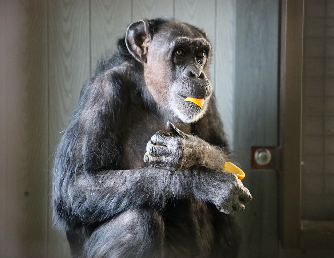 new_web_jody_cute_eating_oranges_sj_I_IMG_5403