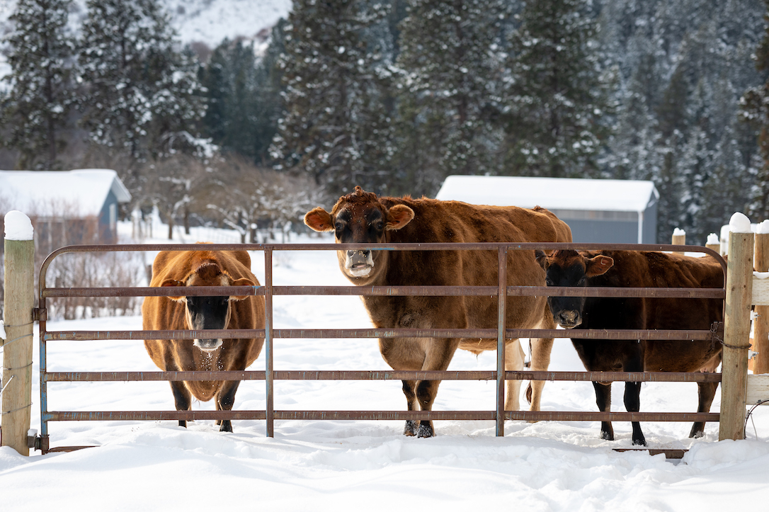 new_web_cattle_bovines_cow_steer_fence_paddock_winter_barn_view_snow_pasture_ad_DSC_5751
