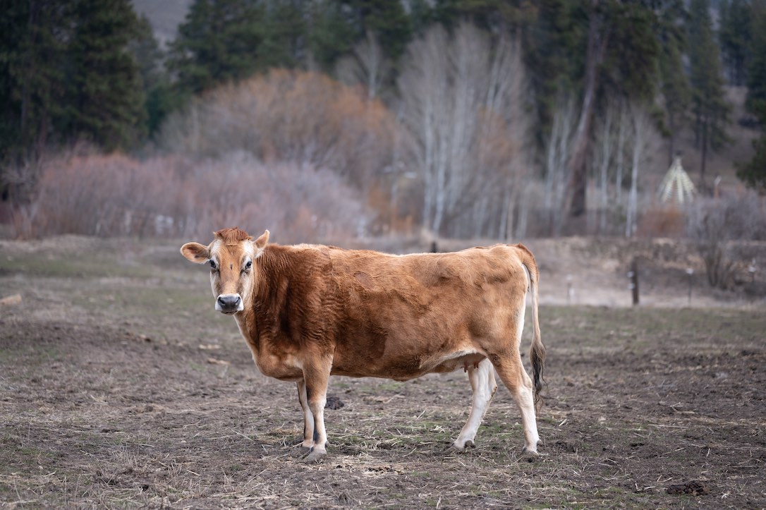 new_web_honey_cattle_bovine_paddock_pasture_ad_DSC_7872