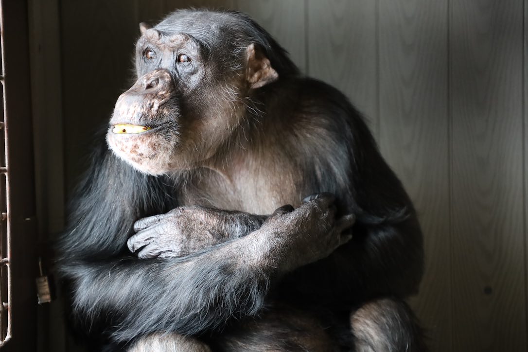new_web_Negra_eating_breakfast_in_portrait_studio_fr4_kb_IMG_8821