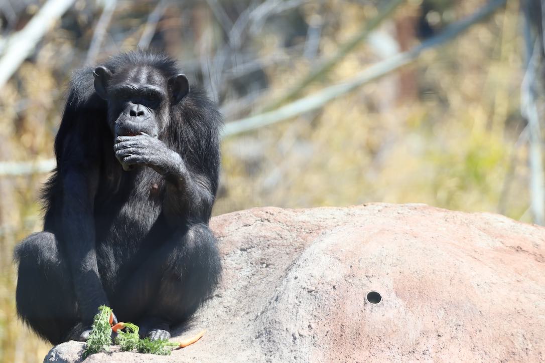 web_Annie_Eating Forage_YH_CD_IMG_8985
