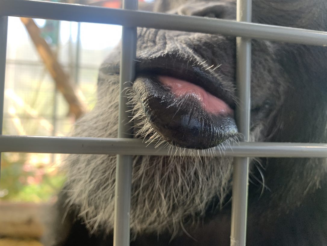 new_web_Willyb_lips_giving_kiss_pr2_kb_IMG_8944
