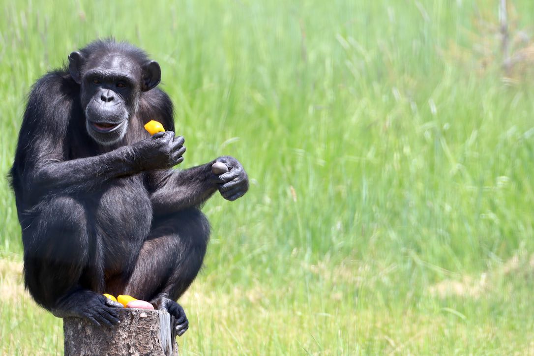 web_Annie_eating_stump_forage_YH_CD_IMG_0449