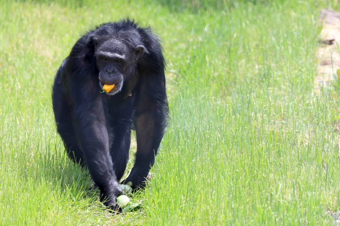 web_Jamie_pepper_forage_lunch_YH_CD_IMG_0461