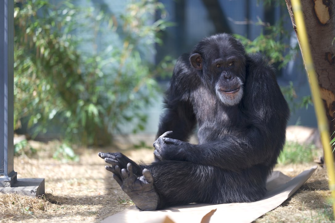 web_gordo_gaze_sitting_feet_crossed_paper_enrichment_bamboo_background_gh3_ad_DSC_0927