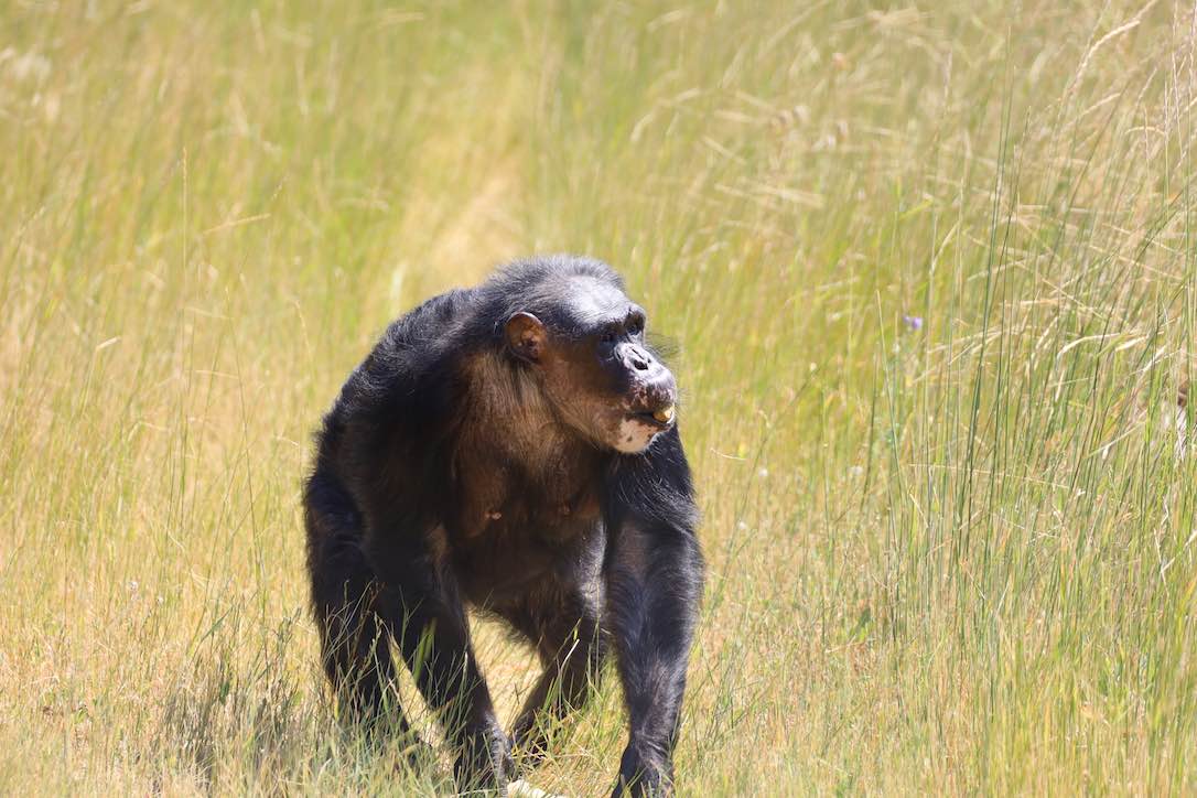 Web_Negra_Walking_On_YH_Chow_In_Mouth_Grass_SCL