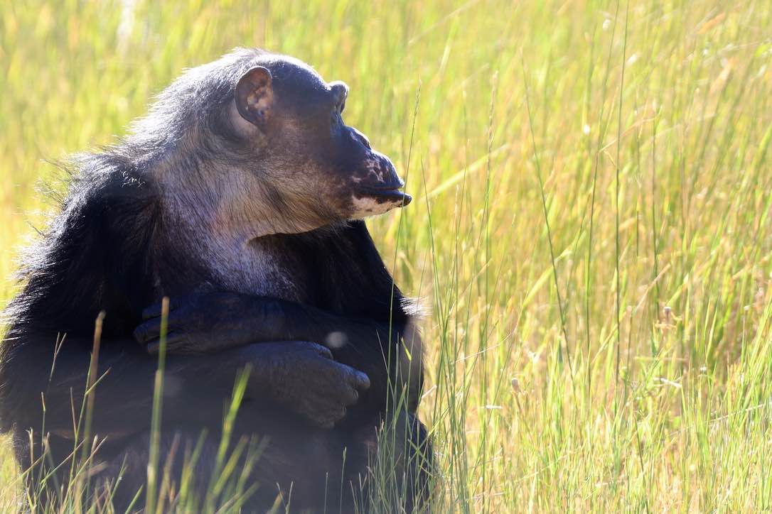 web_Negra_sitting_observing_morning_YH_CD_IMG_2269