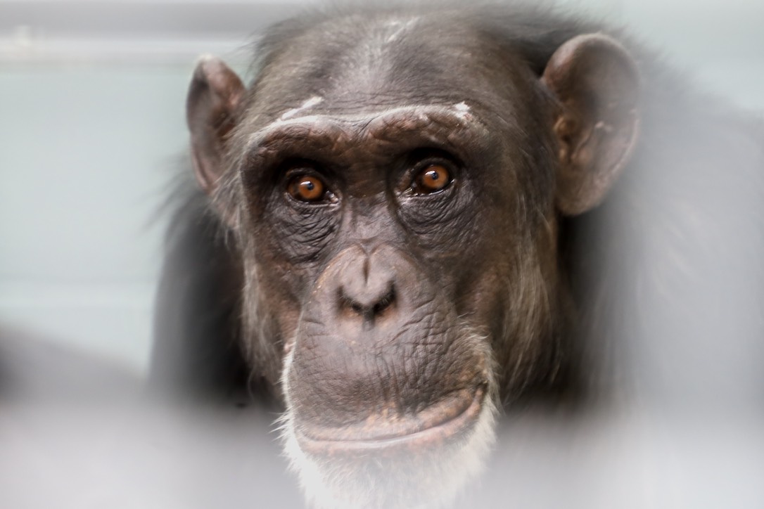 web_Honey B_closeup_portrait_FR7_JS_IMG_3454
