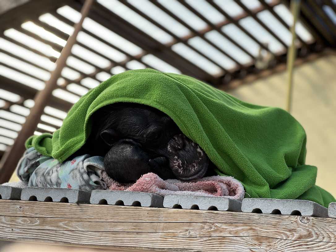 web_Negra_nest_morning_bundled_GH1_CD_IMG_1137