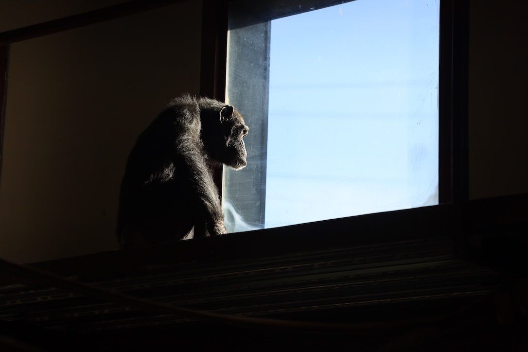 web_Foxie_Nosy_Neighbor_PR1_GC_IMG_4182