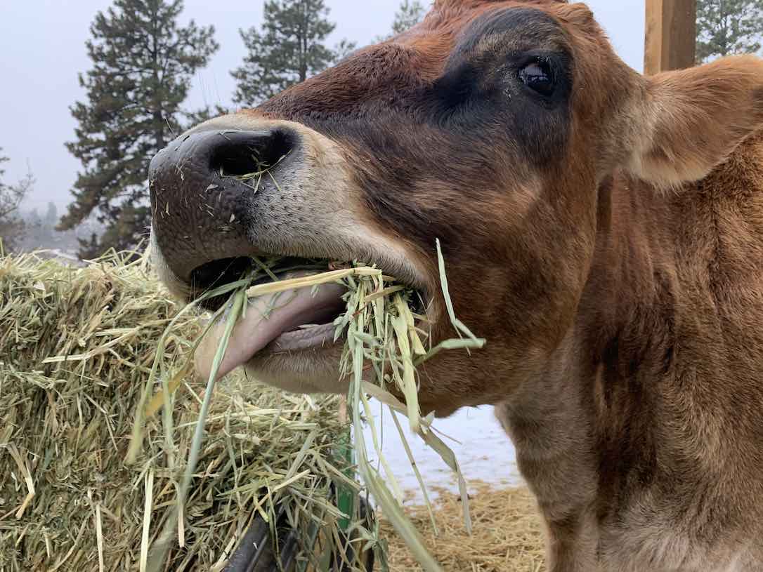 web_Nutmeg_eating_oat_blend_tounge_out_kbIMG_2760