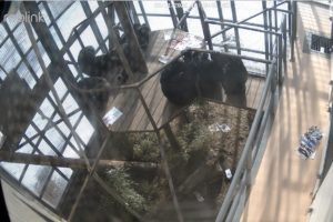 image: screenshot of video - security camera footage of chimpanzees grooming