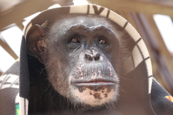 Negra_blanket_over_head_morning_GH_ek_IMG_5462