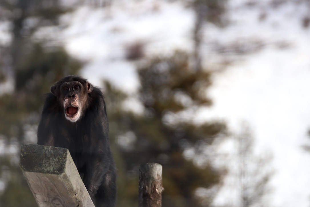 web_Burrito_yawn_snow_outside_winter_YH_CD_IMG_5812