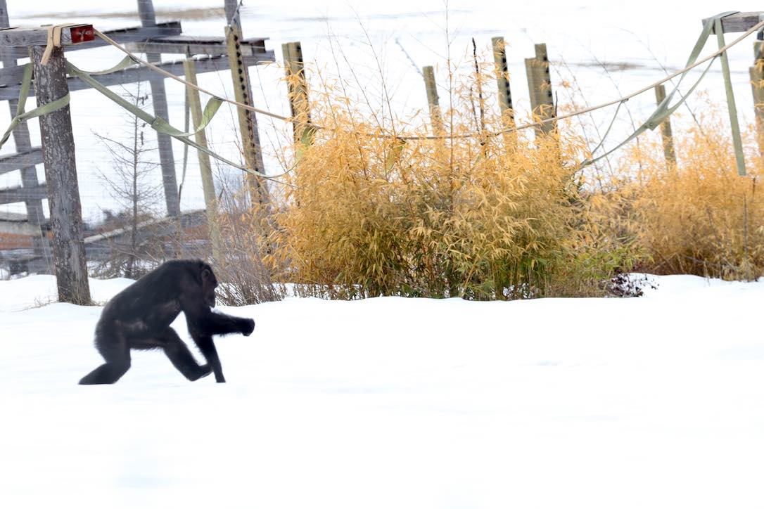 web_Missy_walking_return_snow_winter_YH_CD_IMG_6206