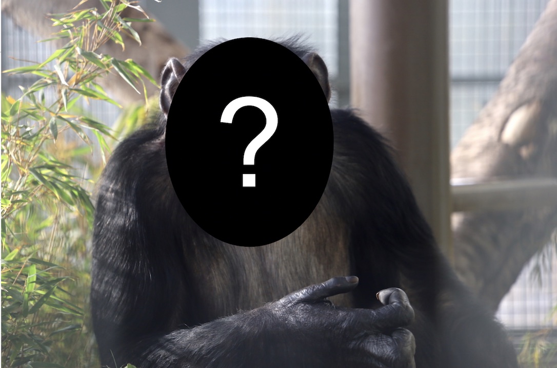 web_mystery_chimpanzee_favorite_gh2_ad_