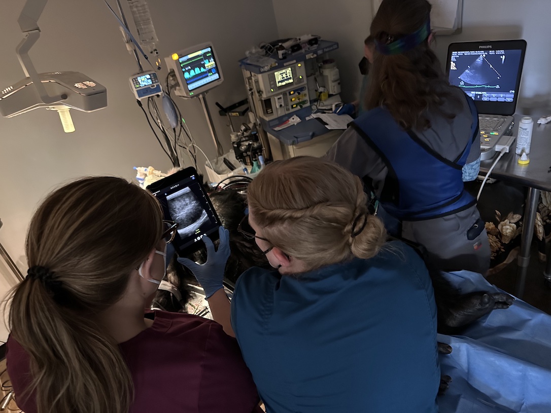 web_Terry_ultrasound_echo_IMG_0738 copy