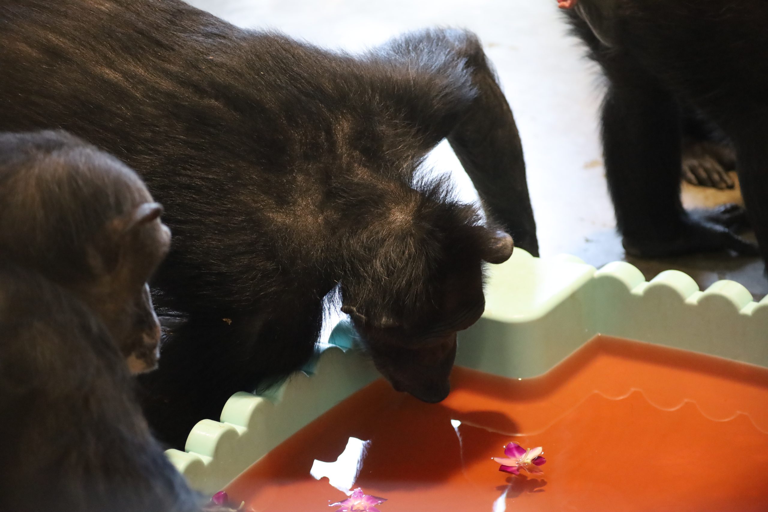 Annie_Negra_gatorade_pool_PR1_JS_IMG_0051