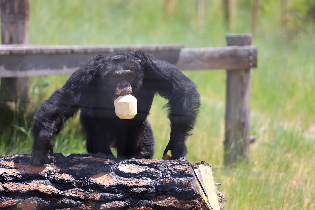web_Terry_coconut_in_mouth_log_bray_jb_IMG_2420 copy