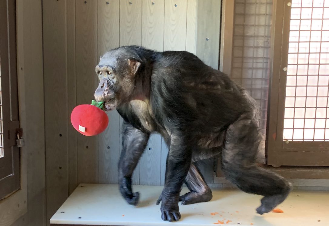 web_Negra_tomato_plushie_in_mouth_FR4_DG_IMG_7979