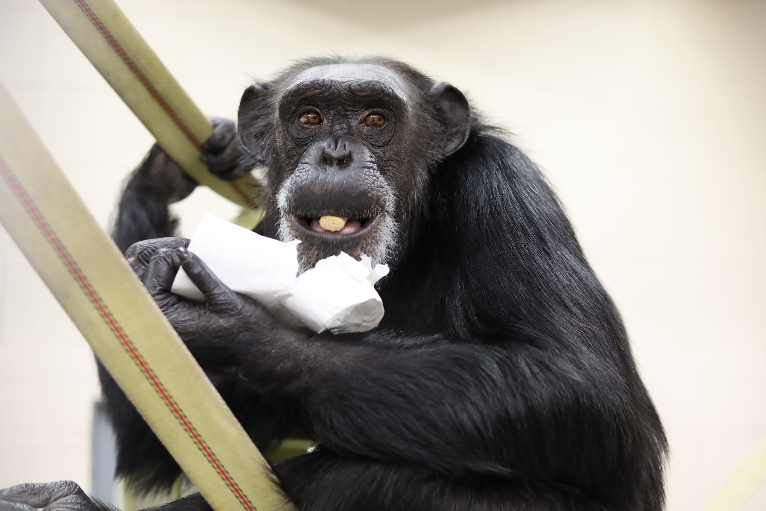 Rayne_eating_chow_4_kb
