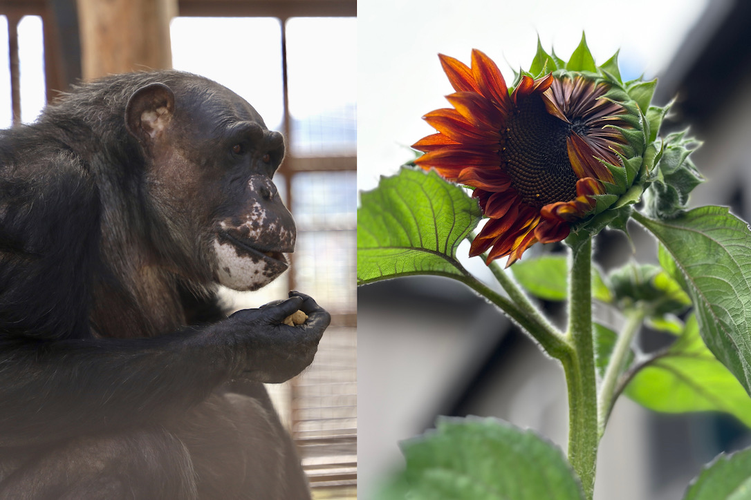 web_Negra+sunflower_