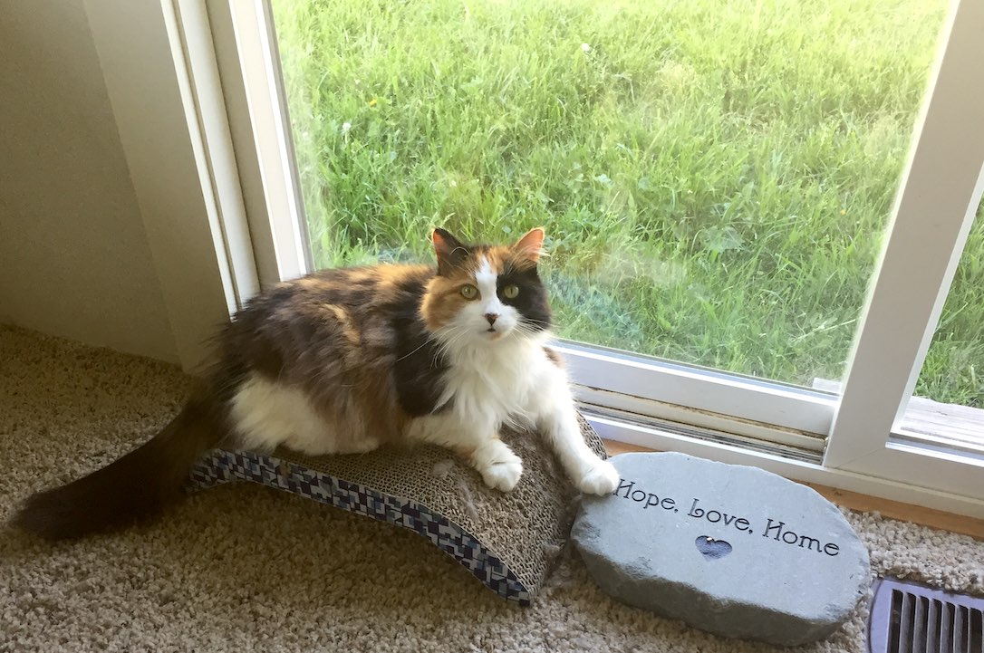 LouLou_office_cat_paw_on_stone_IMG_1678