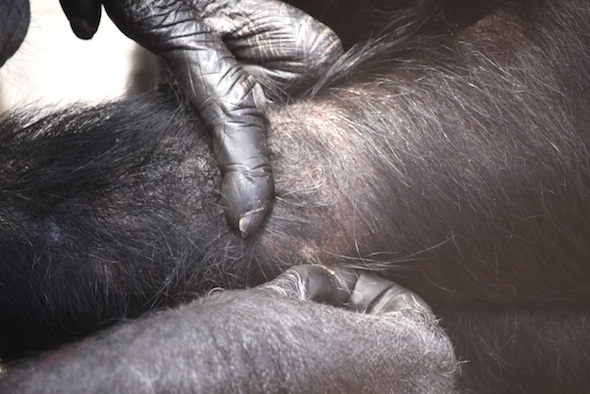 web_Annie_Missy_groom_fingers_arm_close_structure_gh_dg_IMG_3732