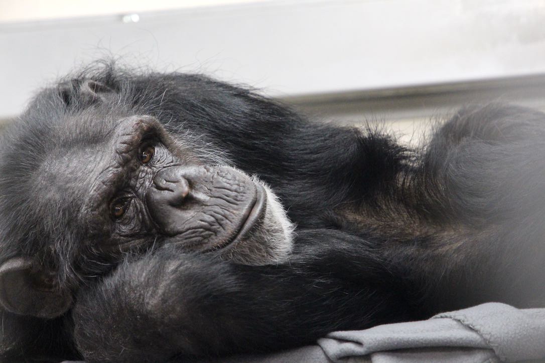 web_Lucky_resting_FR6_Nest_relaxed_GC_IMG_9554