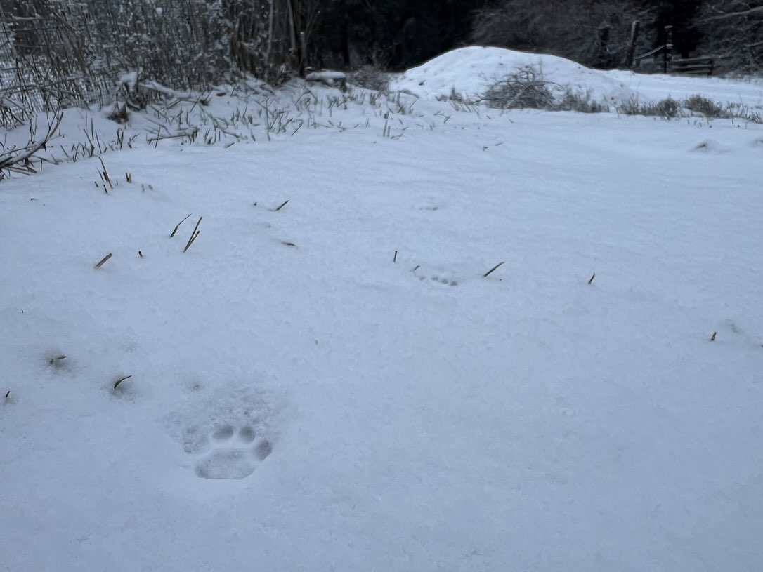 web_BarnKitty_BK_prints_snow_CD_IMG_6182