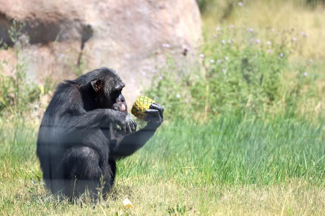 web_Burrito_Lunch_Forage_Pineapple_YH_GC_IMG_4077