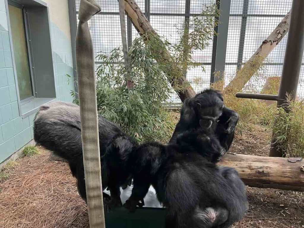 From left to right: Cy, Willy B, and Lucky on the log)