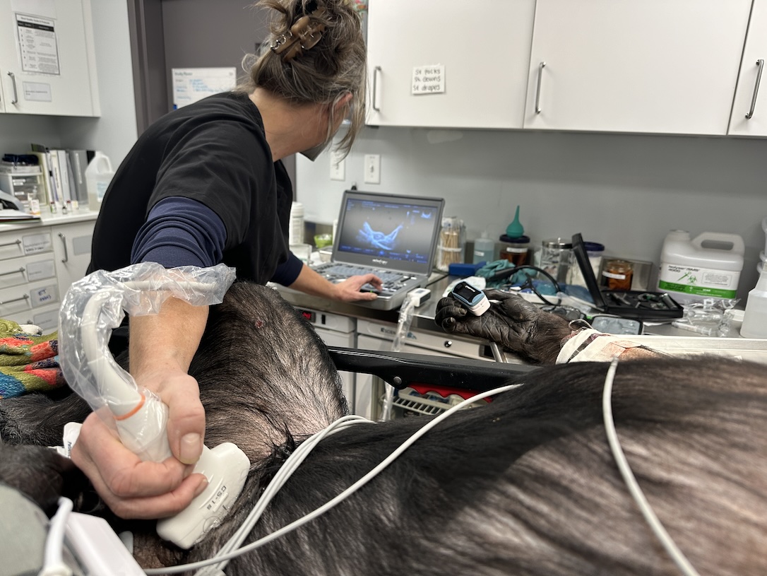 web_Erin_ultrasound_HoneyB_clinic_IMG_3361 copy 2