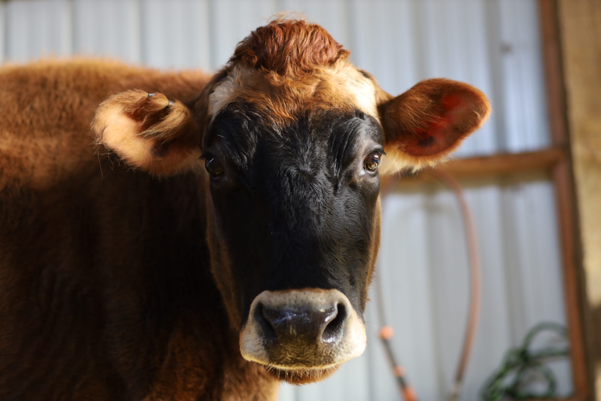 web_Meredith_closeup_barn_EB_IMG_2483
