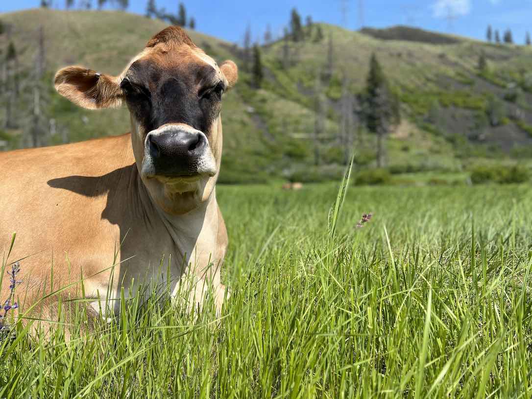 web_Meredith_resting_pasture_cattle_CD_IMG_9541