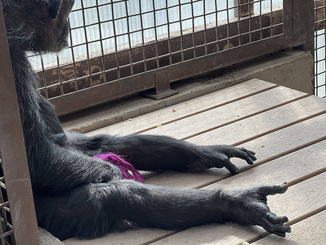 web_Foxie_feet_out_gh1_aw_IMG_4104