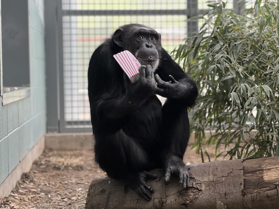 web_Rayne_popcorn_love_a_chimp_day_forage_popcorn_GH2_CD_IMG_7234